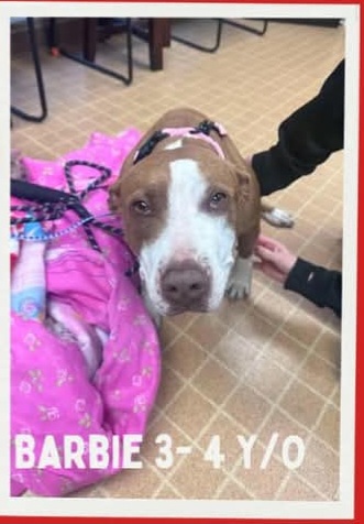 AMERICAN PIT BULL TERRIER