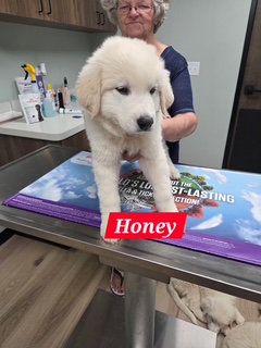 Winnie FKA Honey Cuddles