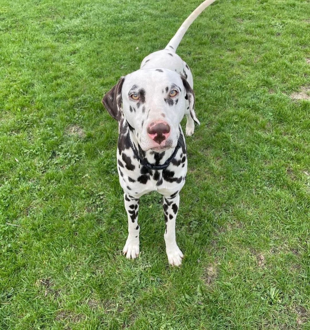 DALMATIAN