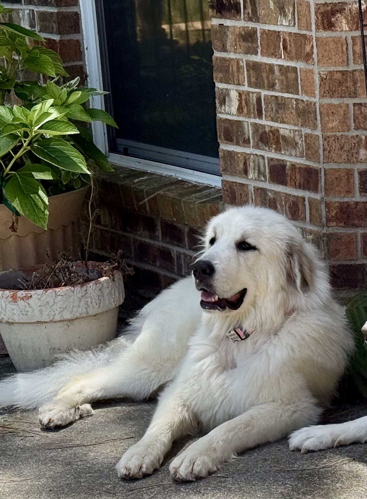 Adelaide  (fka Margarita )