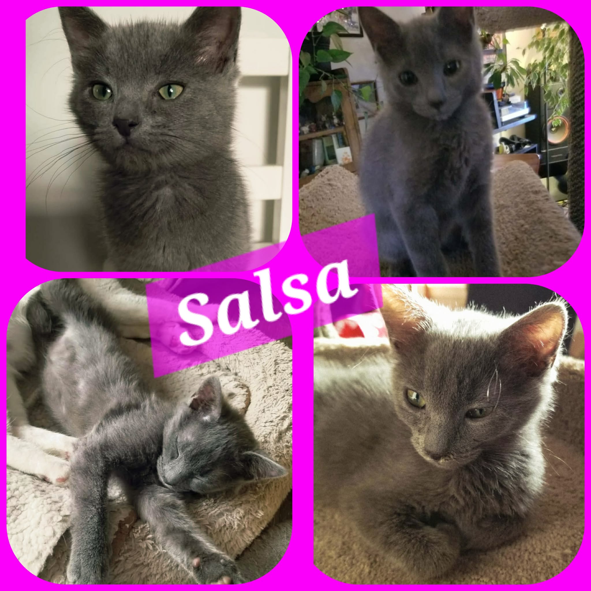  Salsa