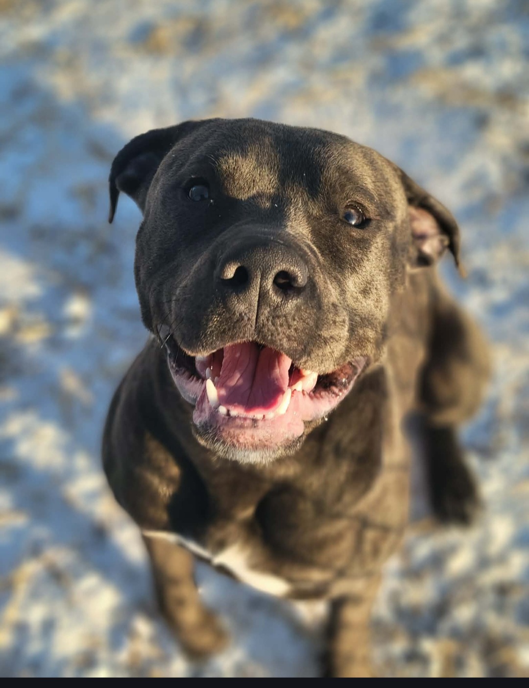 AMERICAN PIT BULL TERRIER