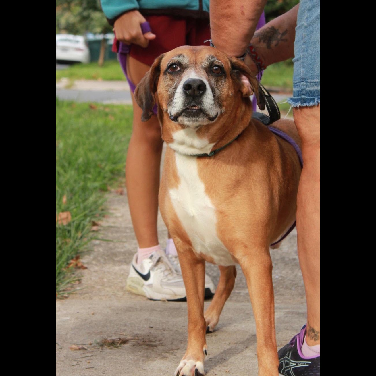 Sammy: Adopt or Forever Foster