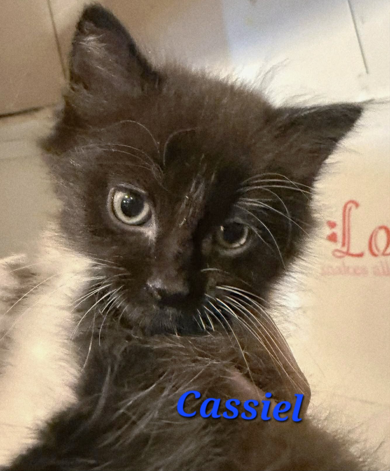 Cassiel - (mom Seraphina)