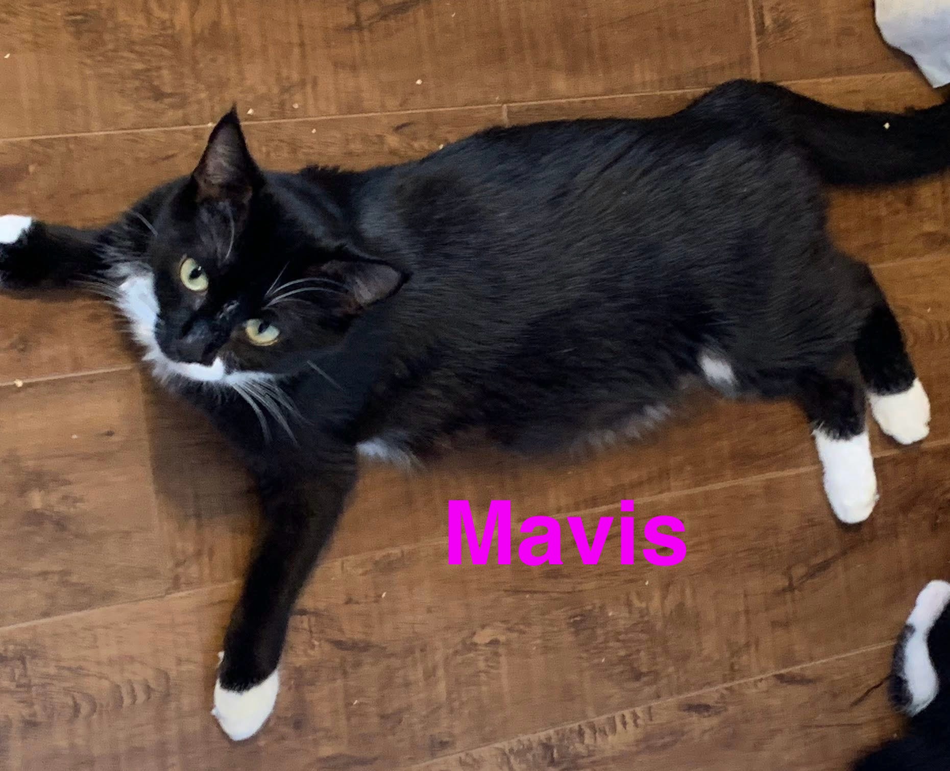 Mavis