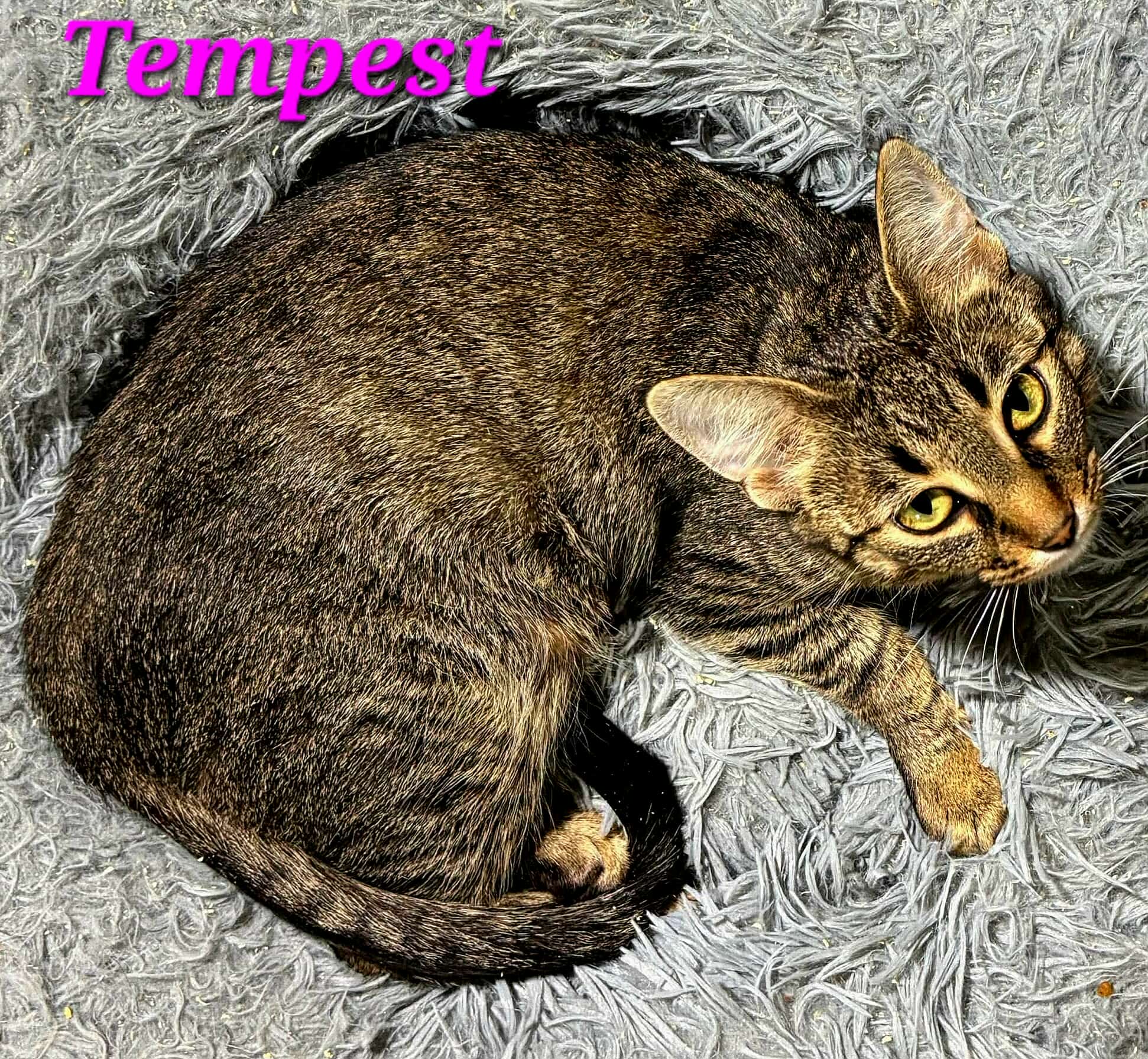Tempest