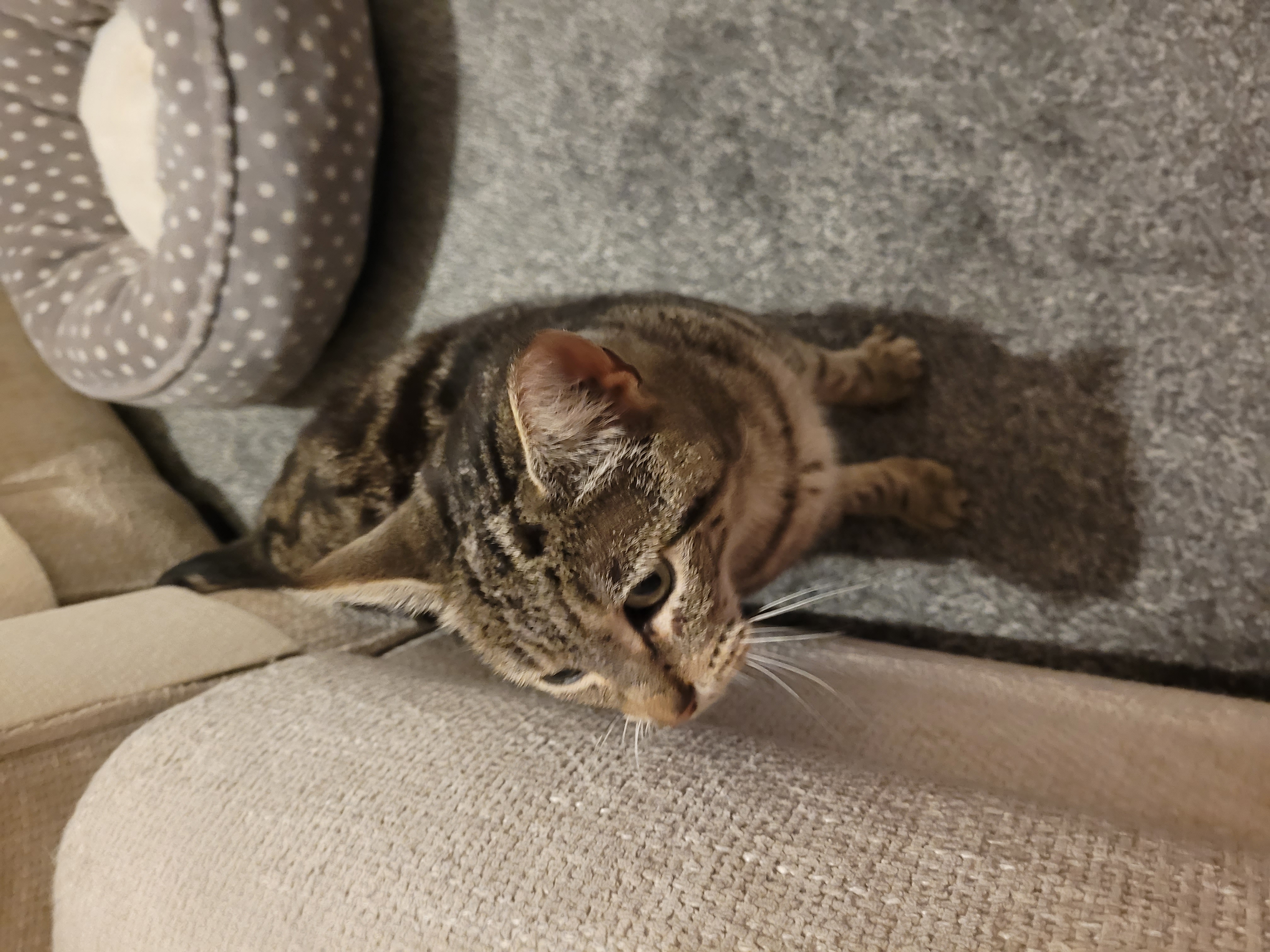 Willow