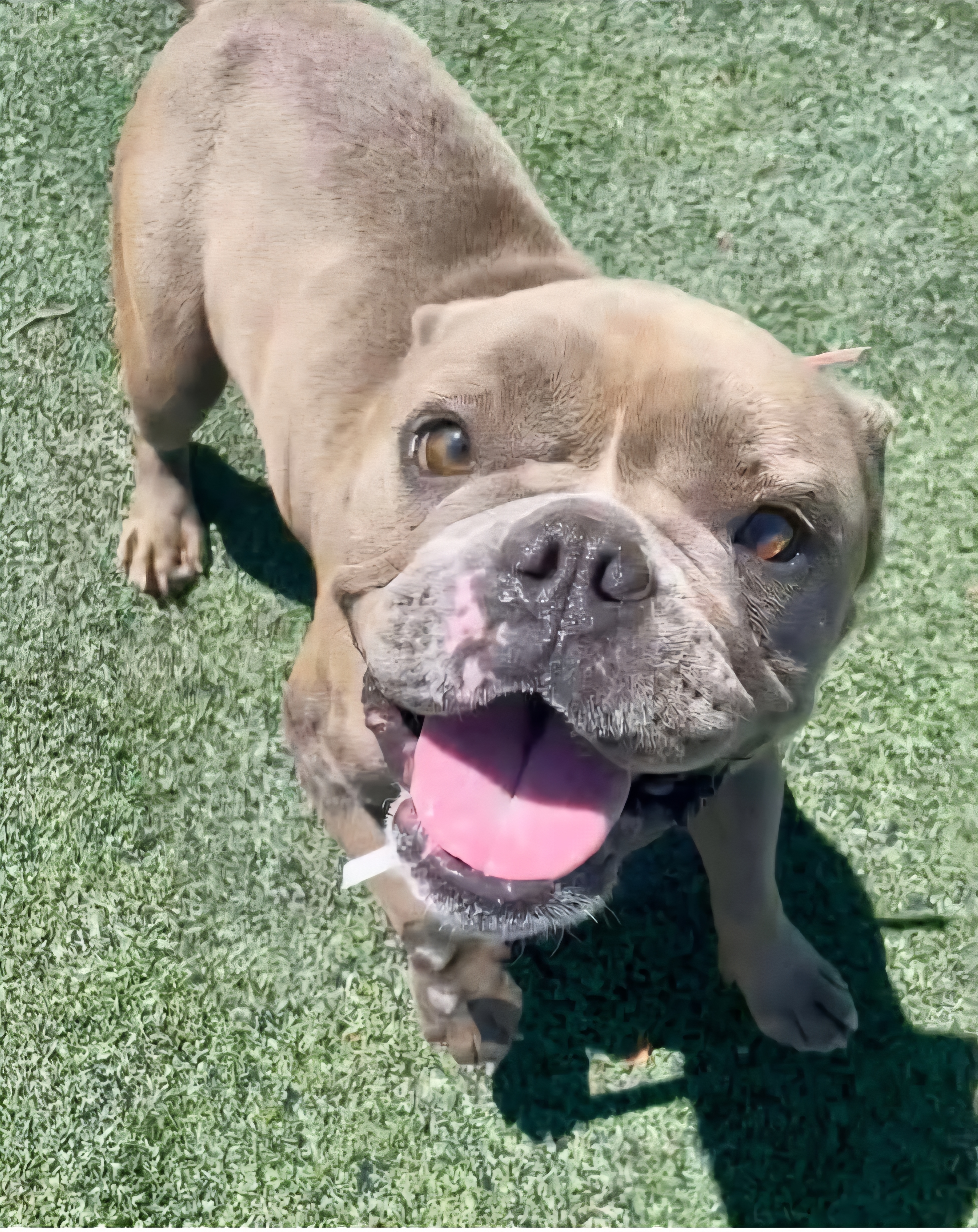 AMERICAN PIT BULL TERRIER, AMERICAN STAFFORDSHIRE TERRIER, AMERICAN BULLY, STAFFORDSHIRE BULL TERRIER