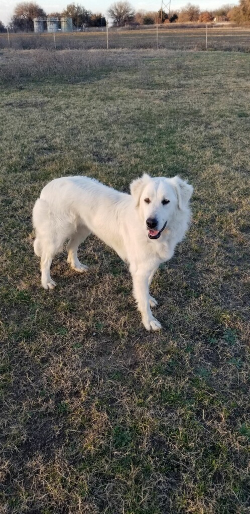Sadie Sage