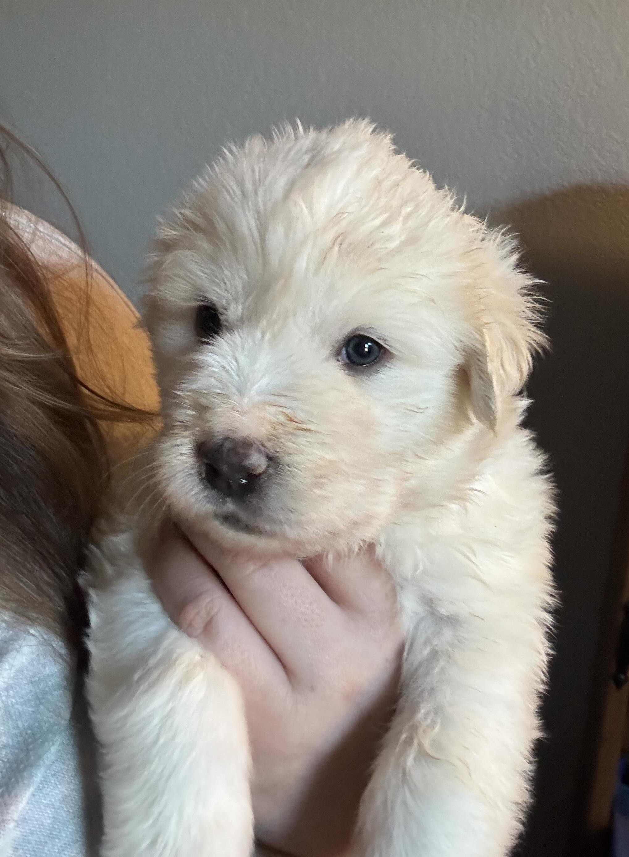 Indian Paintbrush  of the Wildflower Litter
