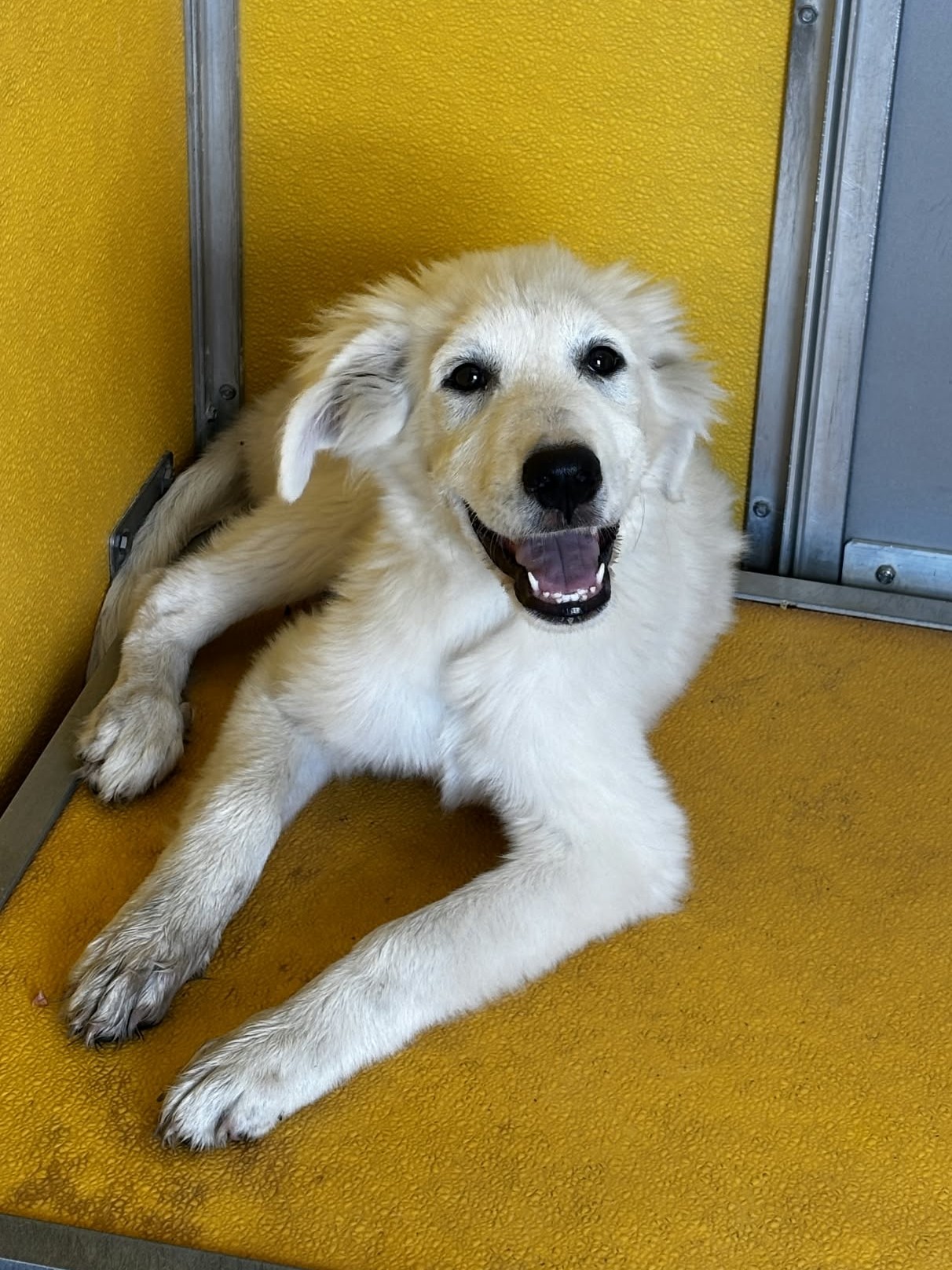 Piper