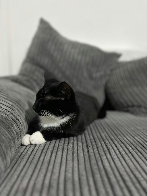 Oreo
