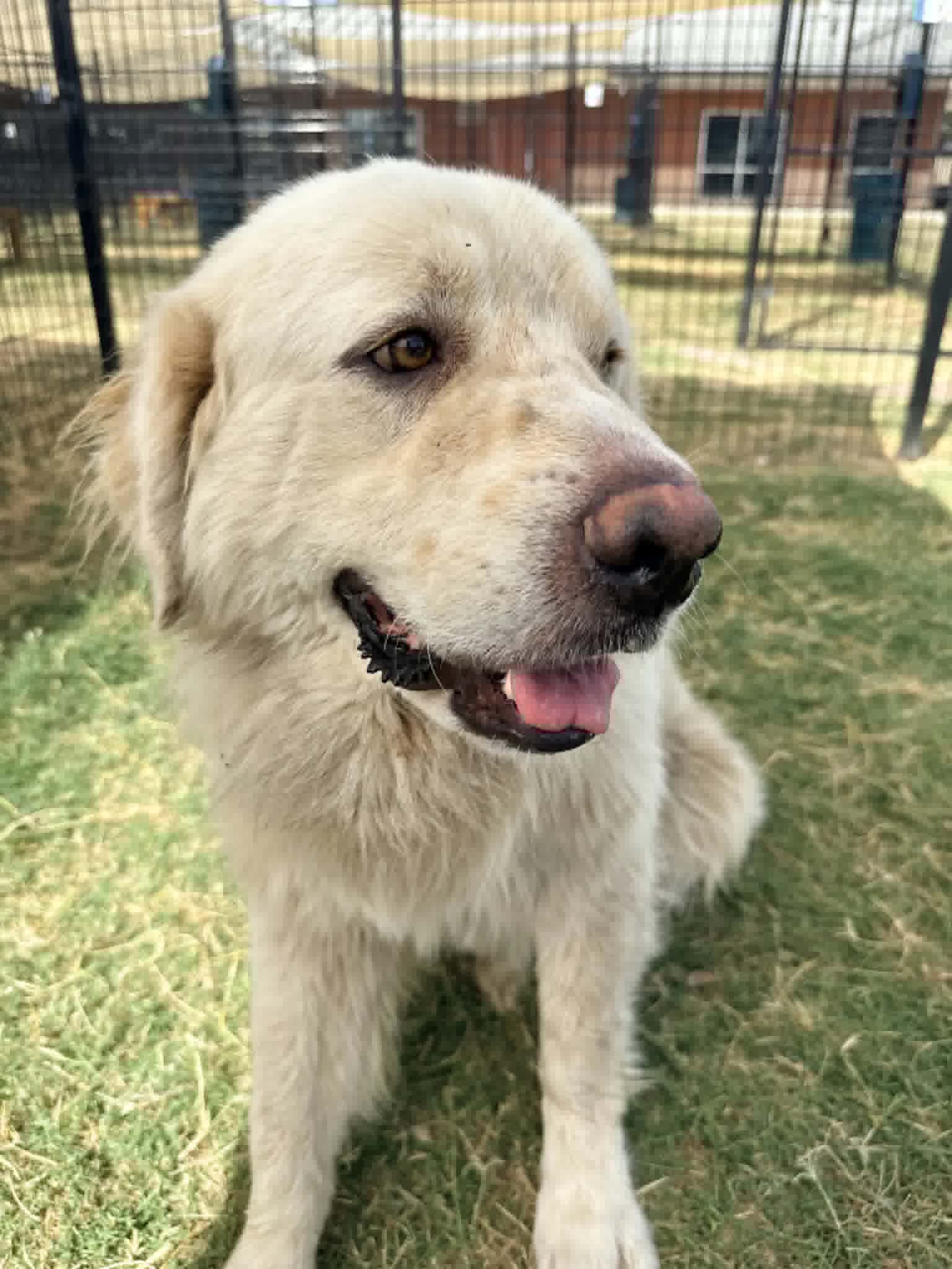 Remington