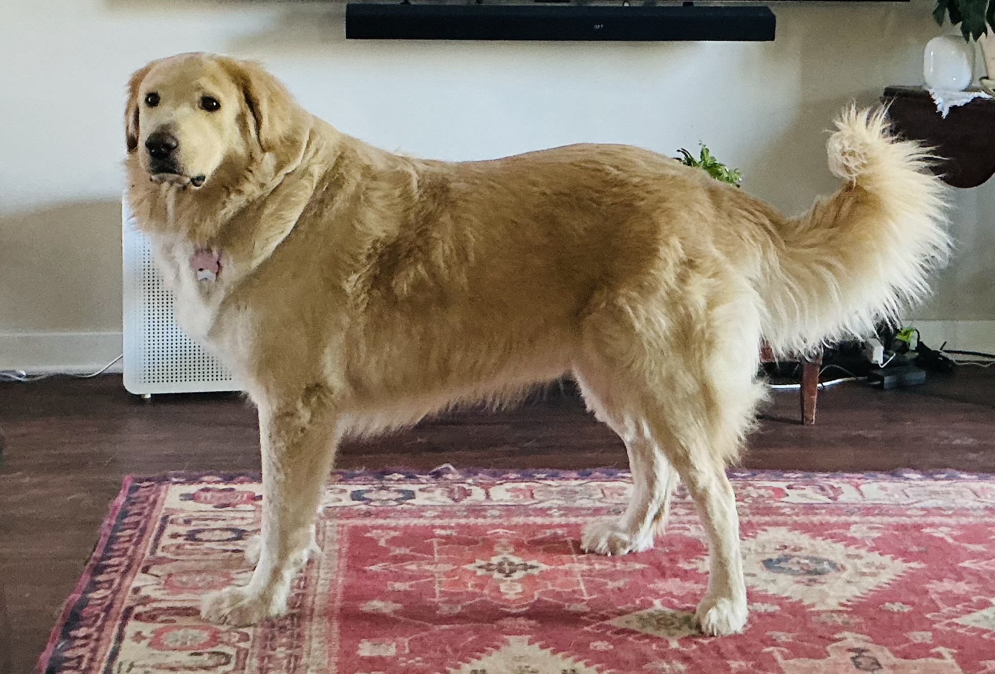 Augustus "Augie"