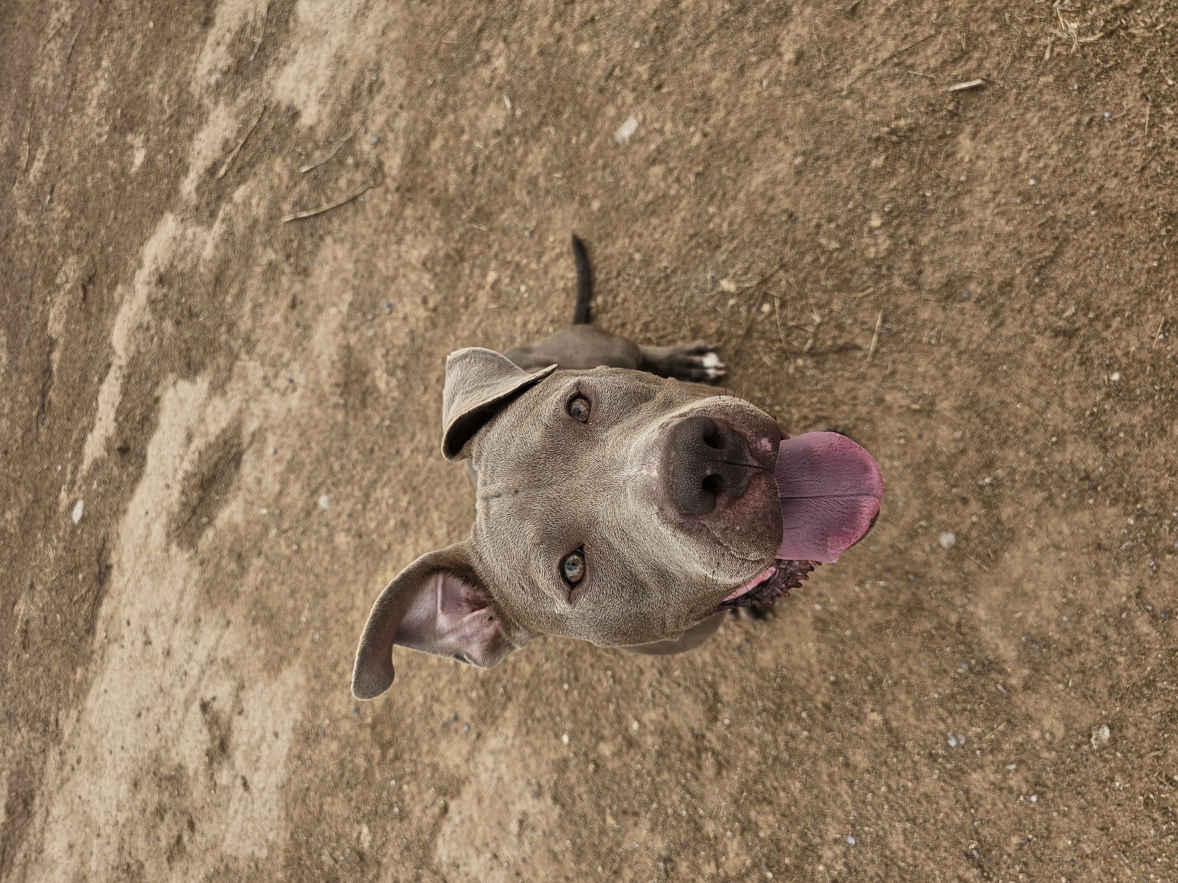 Gemma, photo 2