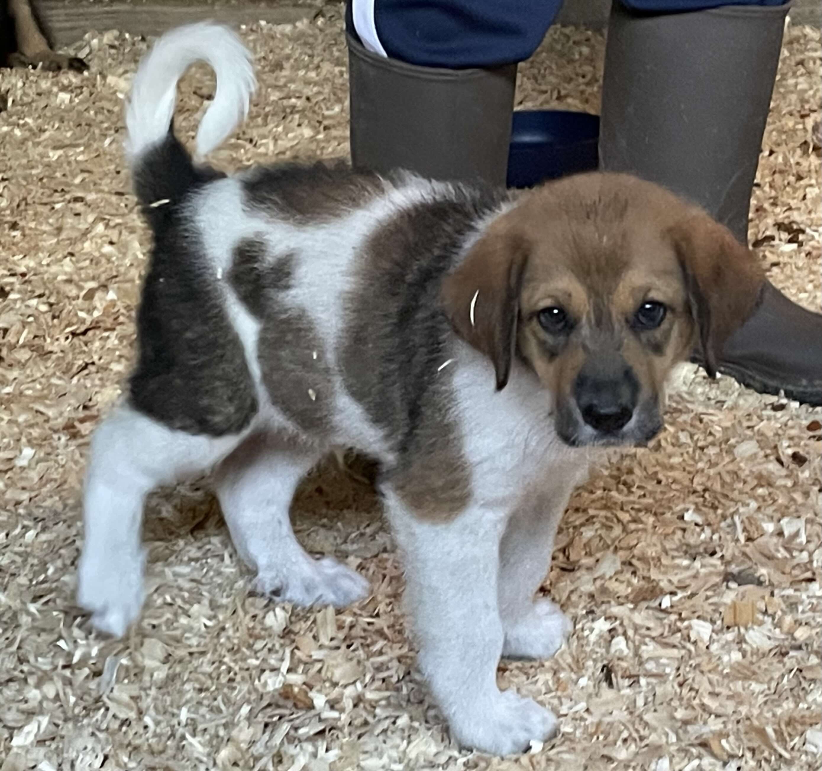 Carter