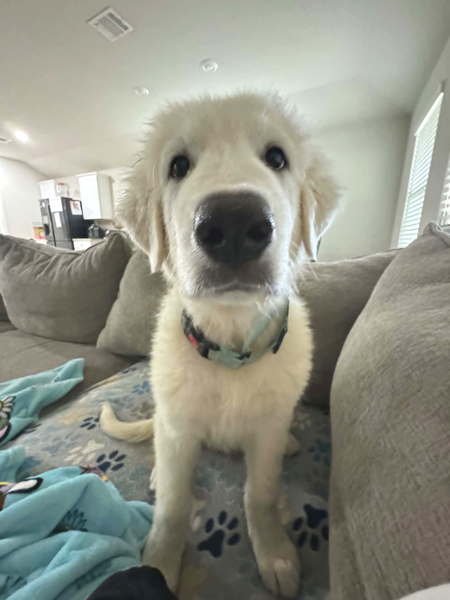 Louie