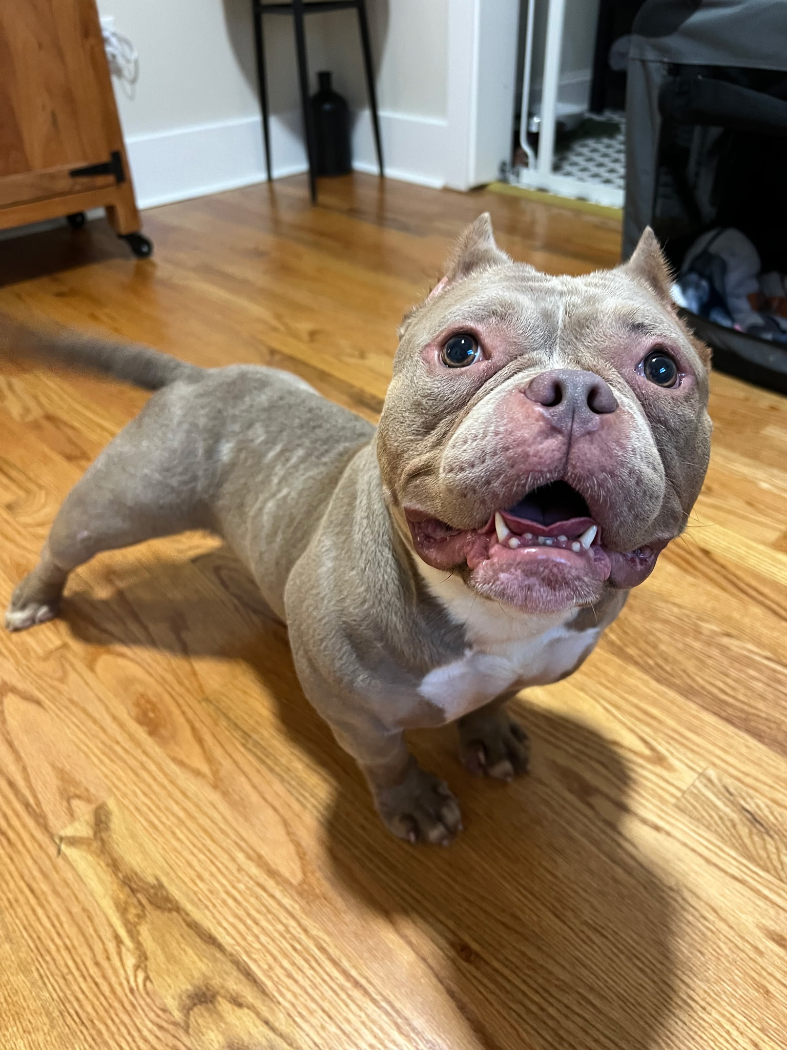 AMERICAN STAFFORDSHIRE TERRIER
