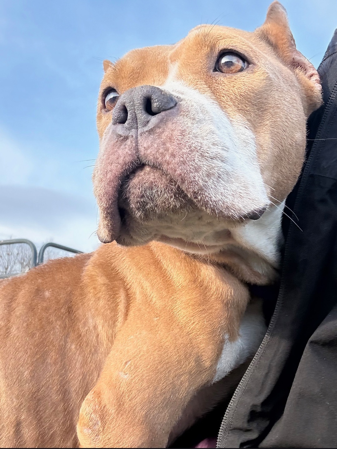 AMERICAN STAFFORDSHIRE TERRIER