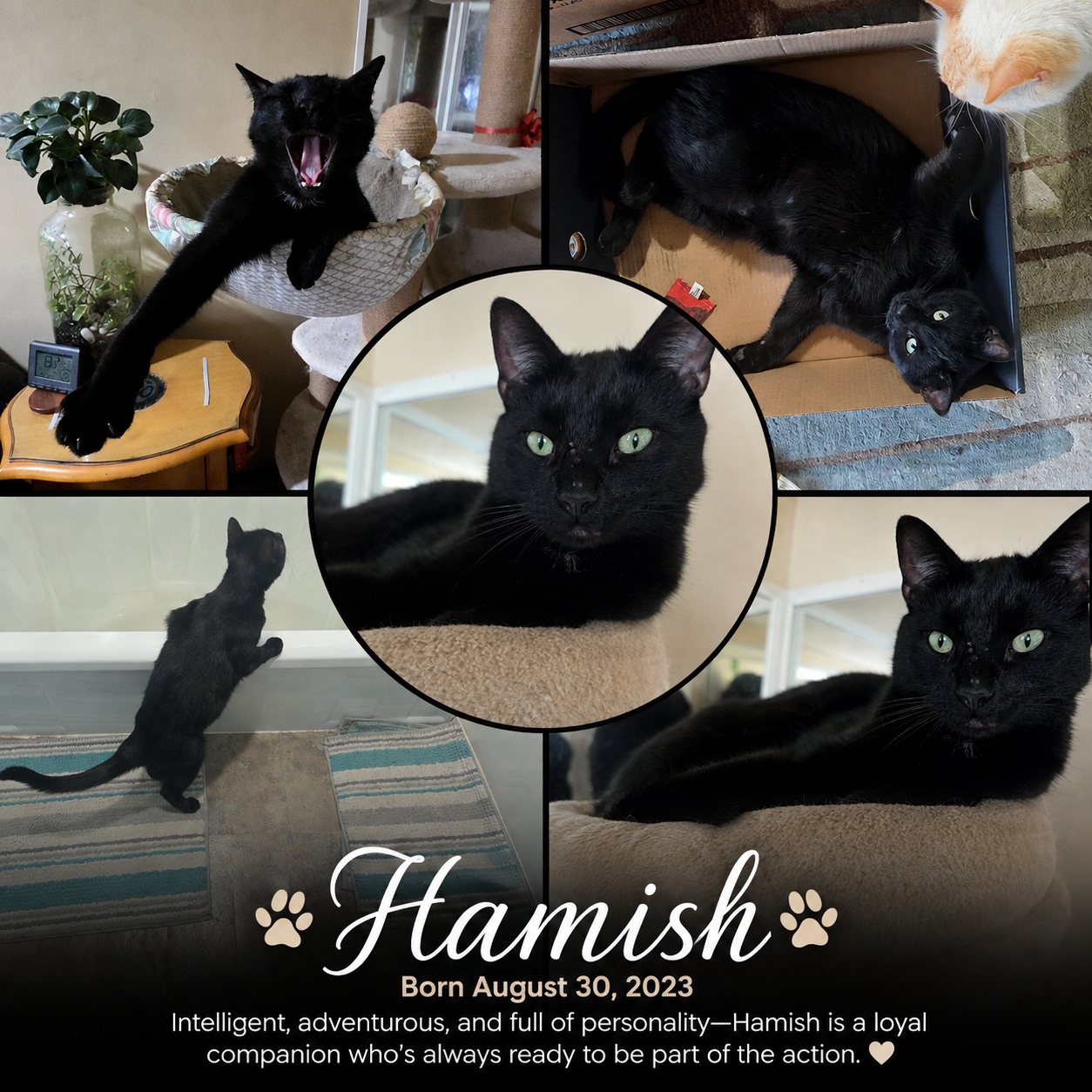 Hamish 