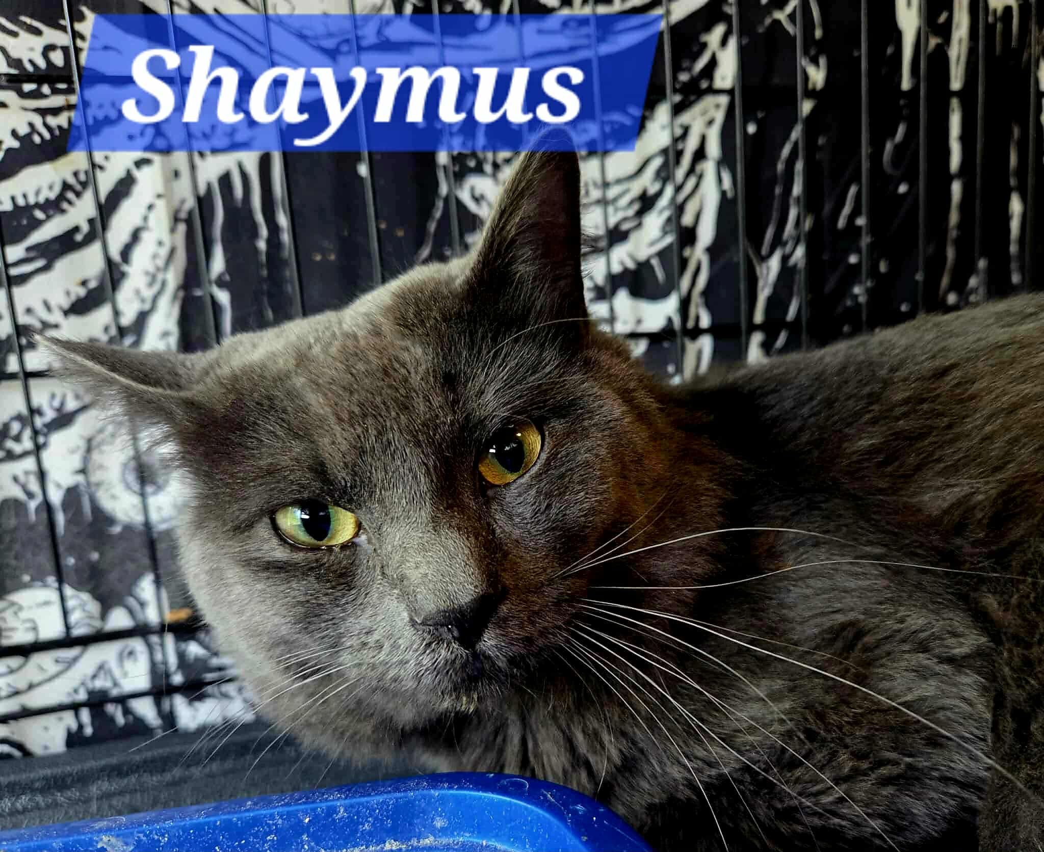Shaymus