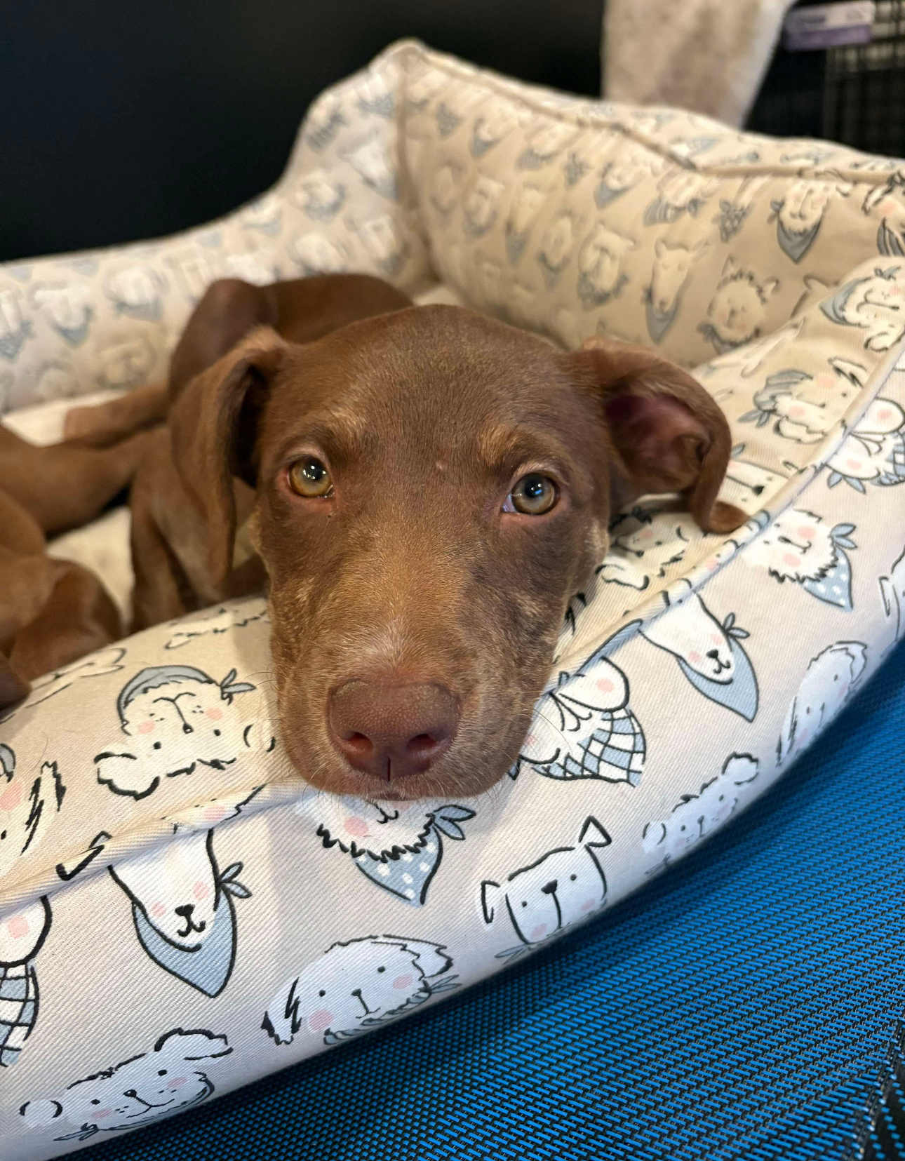 LABRADOR RETRIEVER