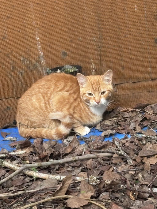 Nacho