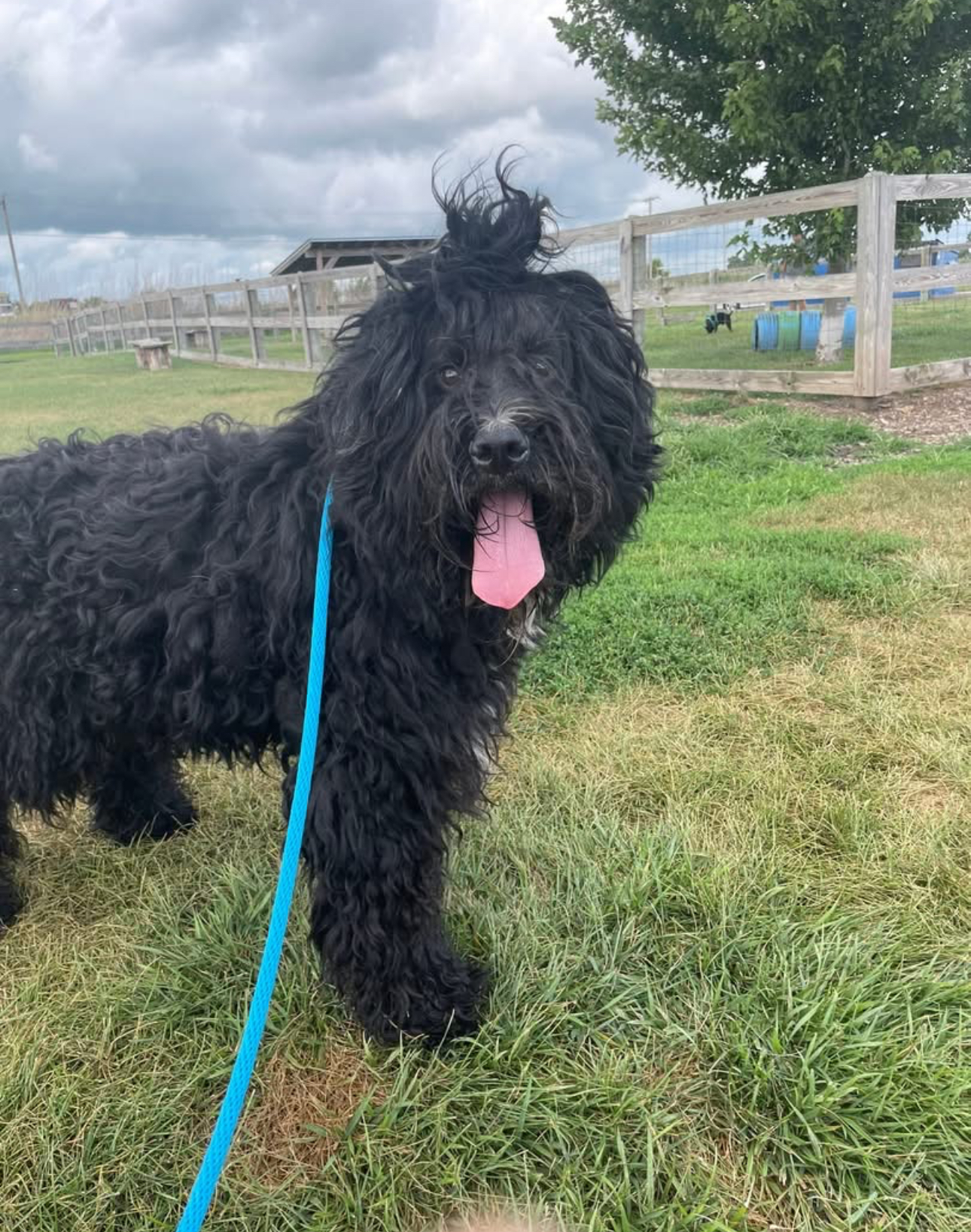 BOUVIER DES FLANDRES, STANDARD POODLE
