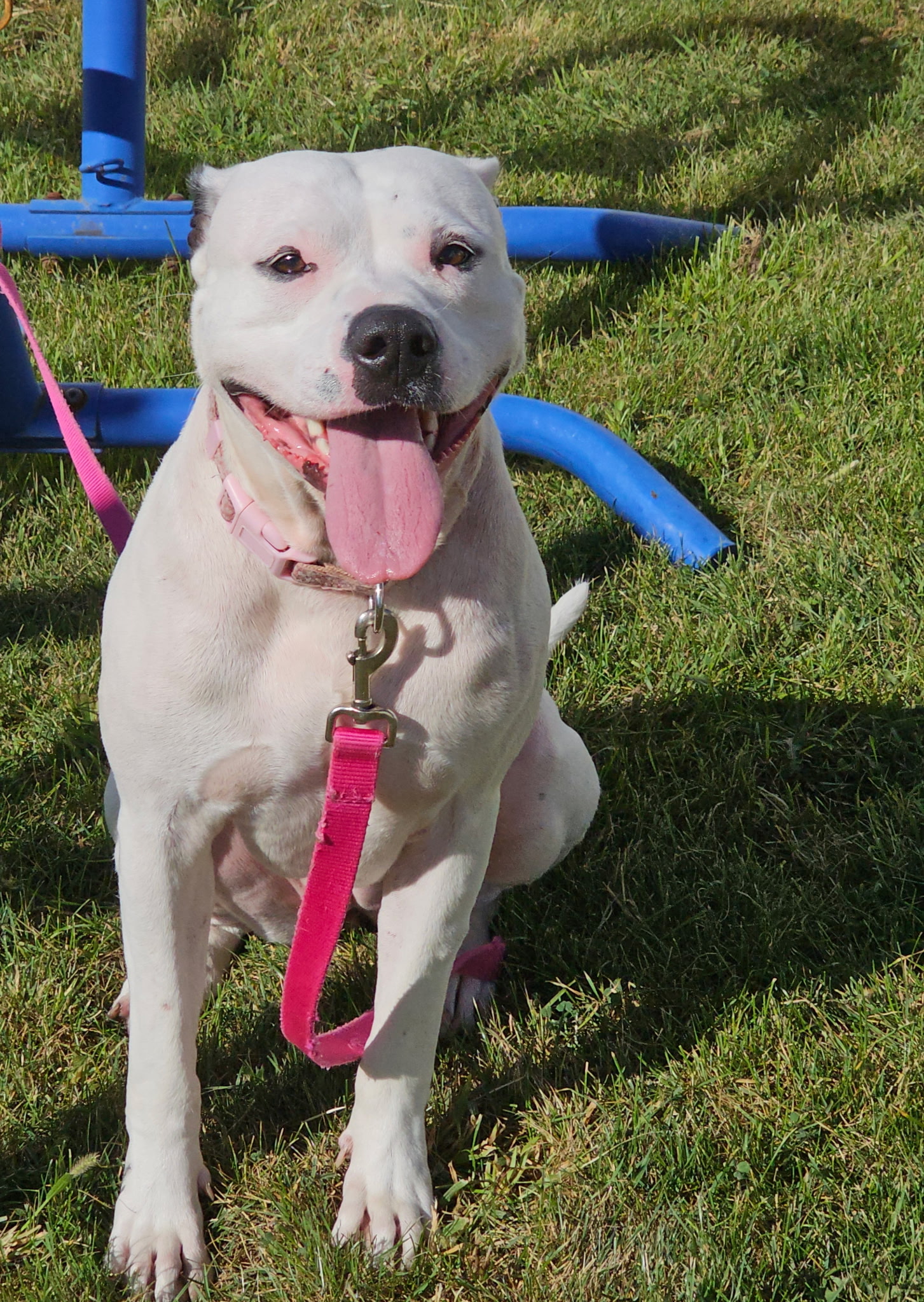 AMERICAN PIT BULL TERRIER