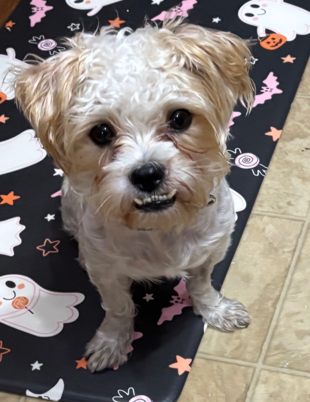 SHIH TZU