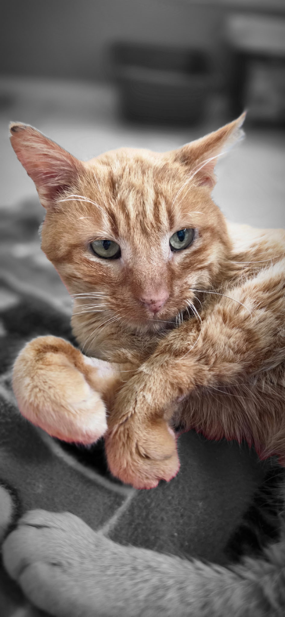 DOMESTIC SHORT HAIR
