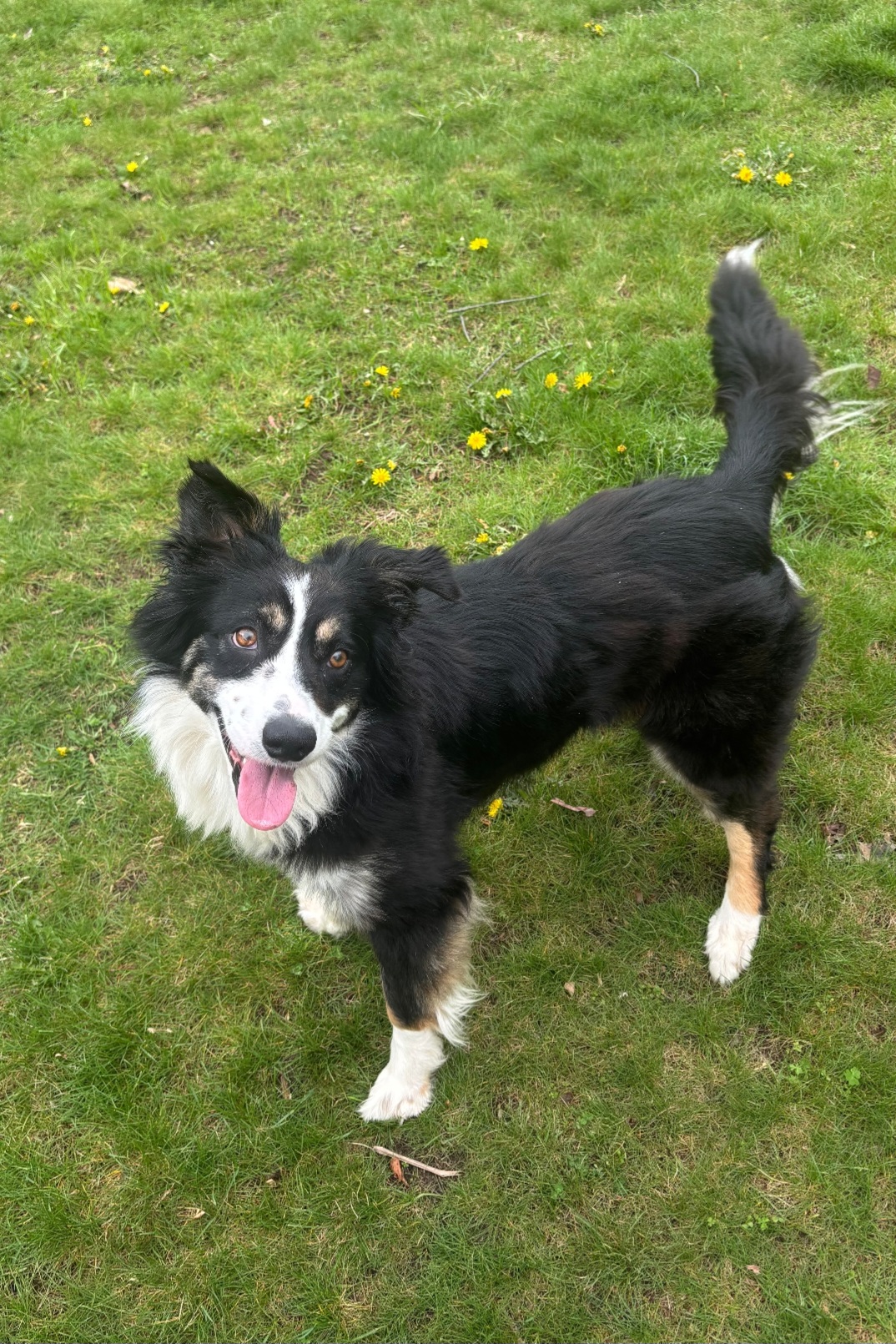 AUSTRALIAN SHEPHERD, BORDER COLLIE