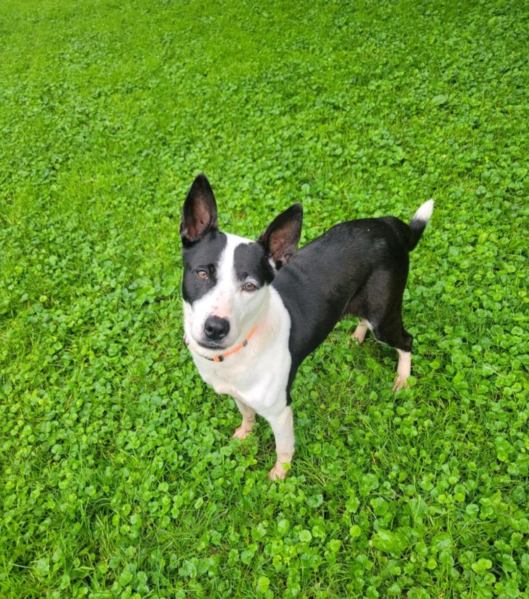 AUSTRALIAN CATTLE DOG