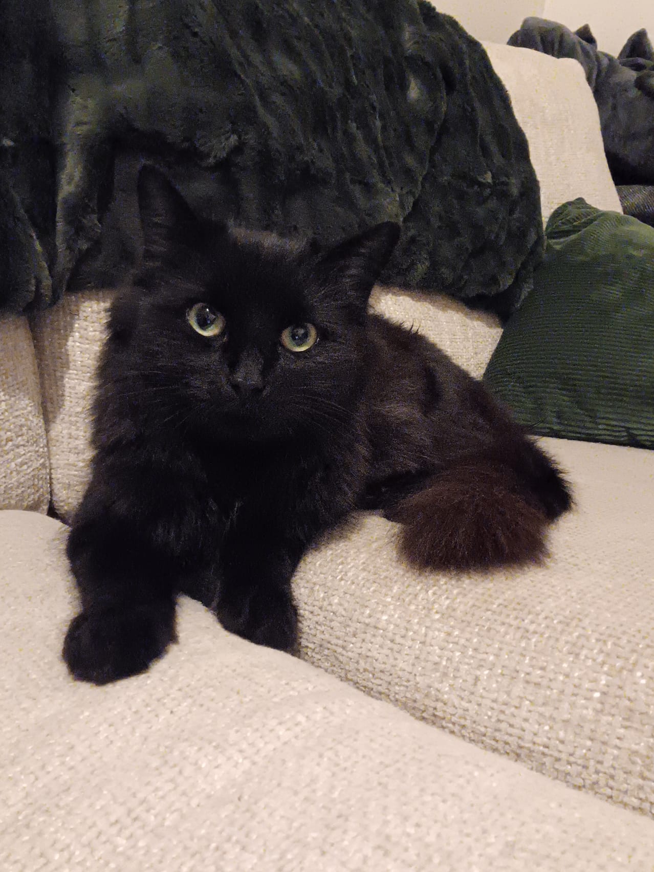 Zitoona
