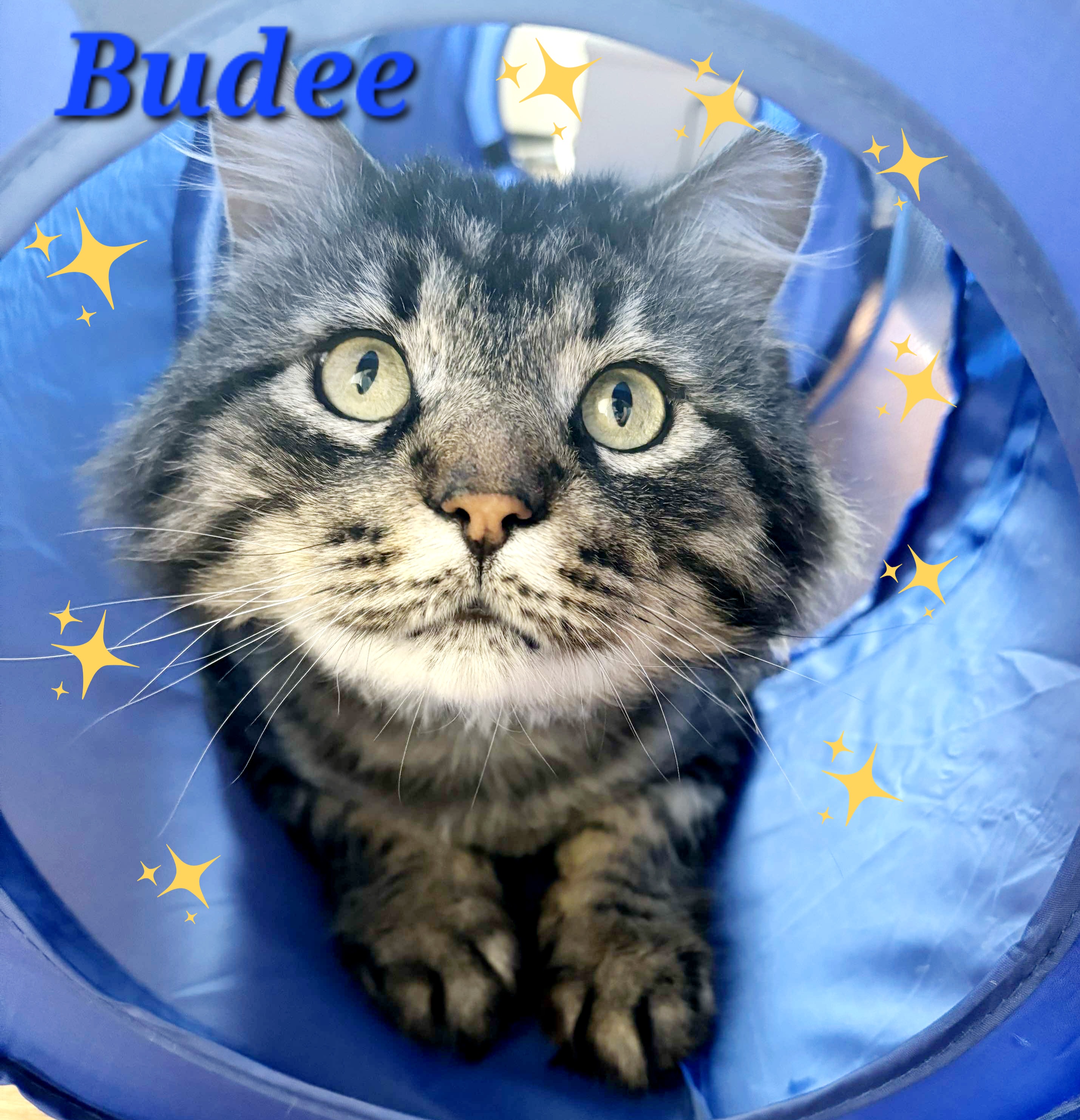 Budee