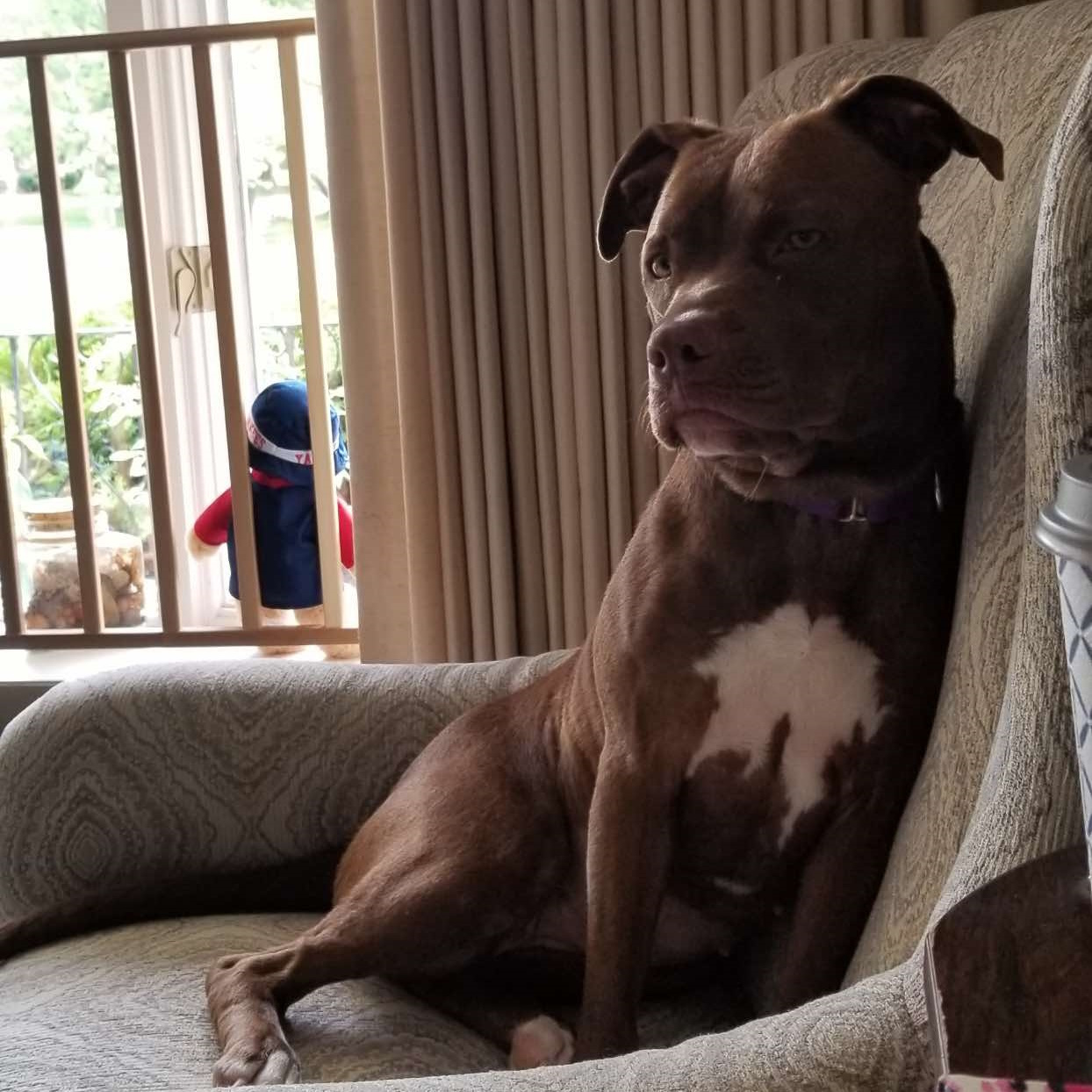 Bonnie: Adopt or Forever Foster