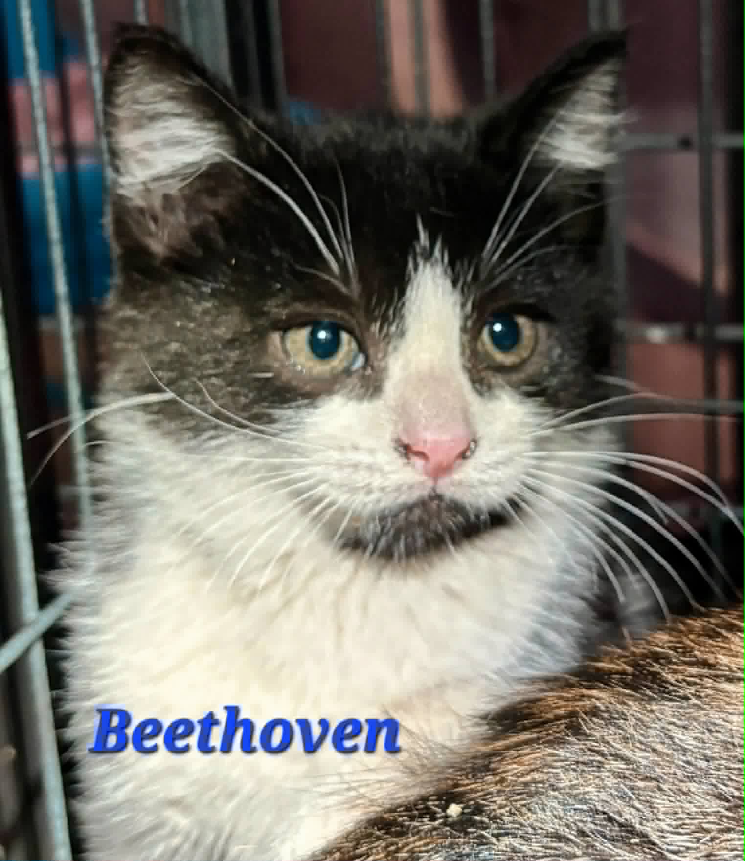 Beethoven -  (mom Vivaldi)