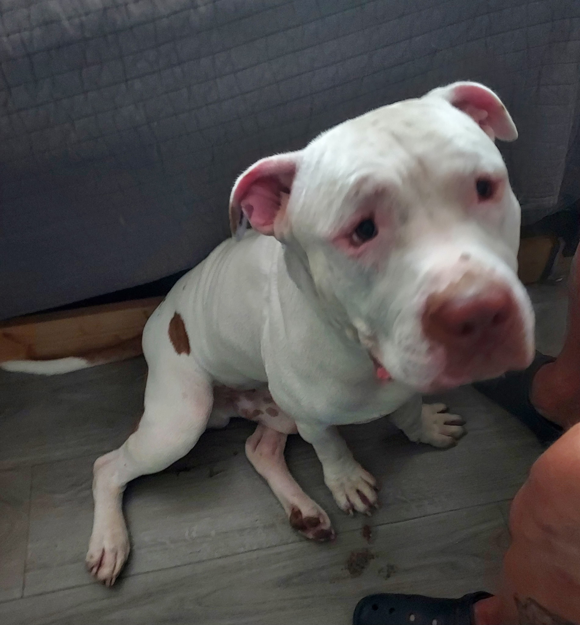 AMERICAN PIT BULL TERRIER