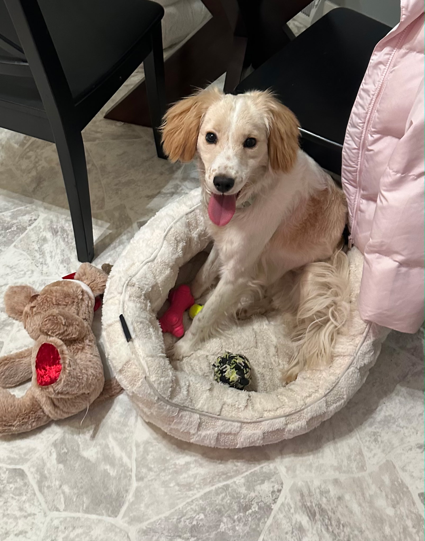 BRITTANY, ENGLISH SPRINGER SPANIEL