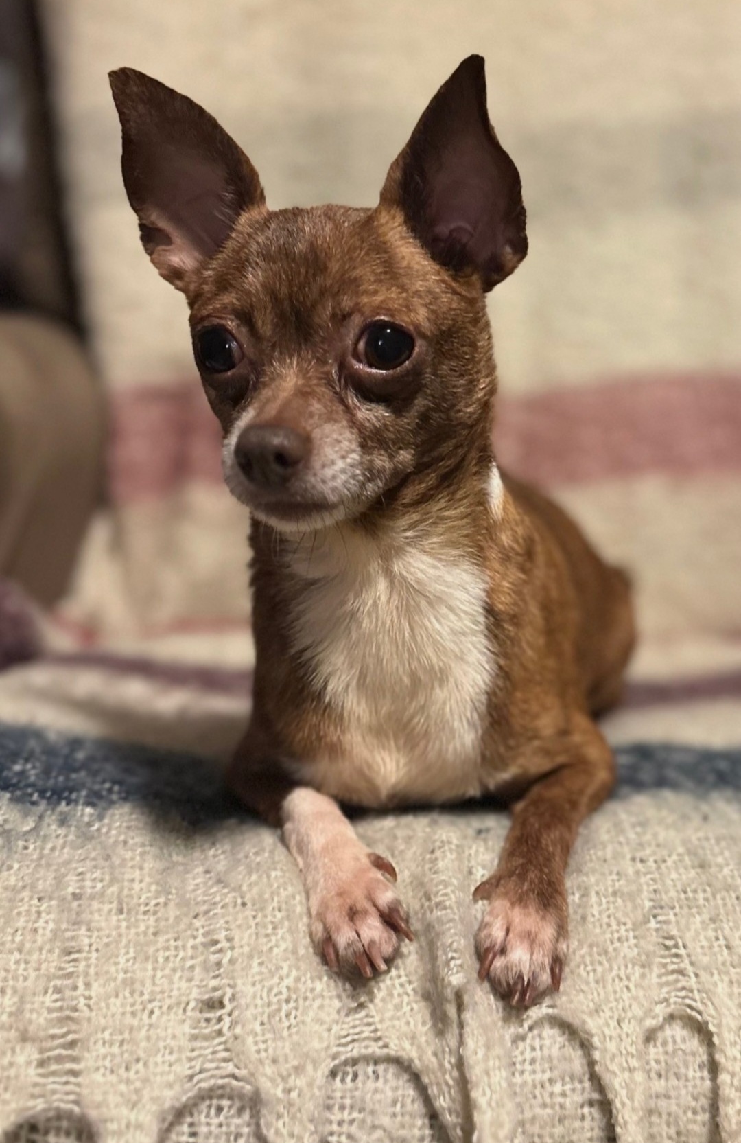 CHIHUAHUA