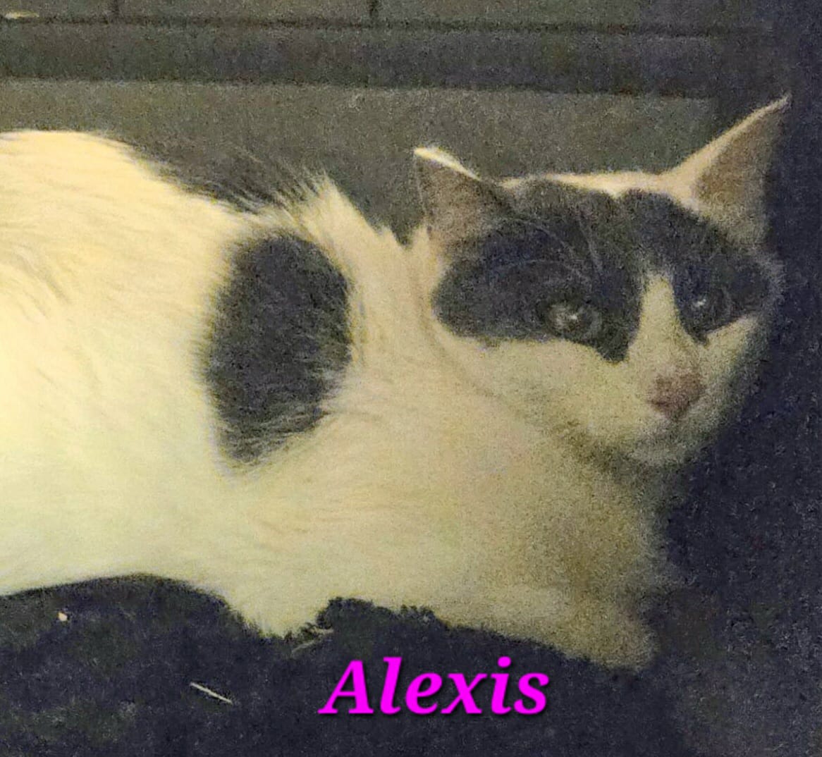 Alexis