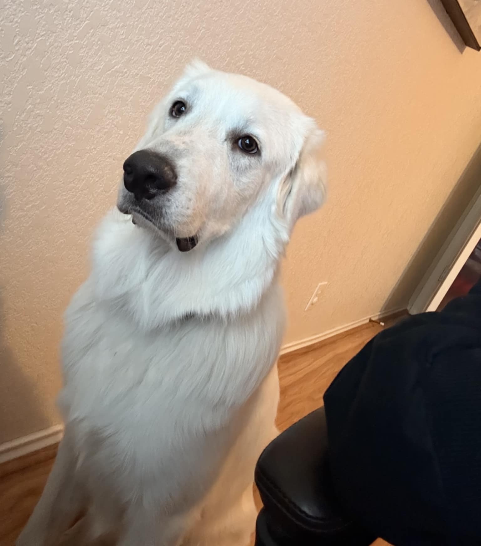 Otis