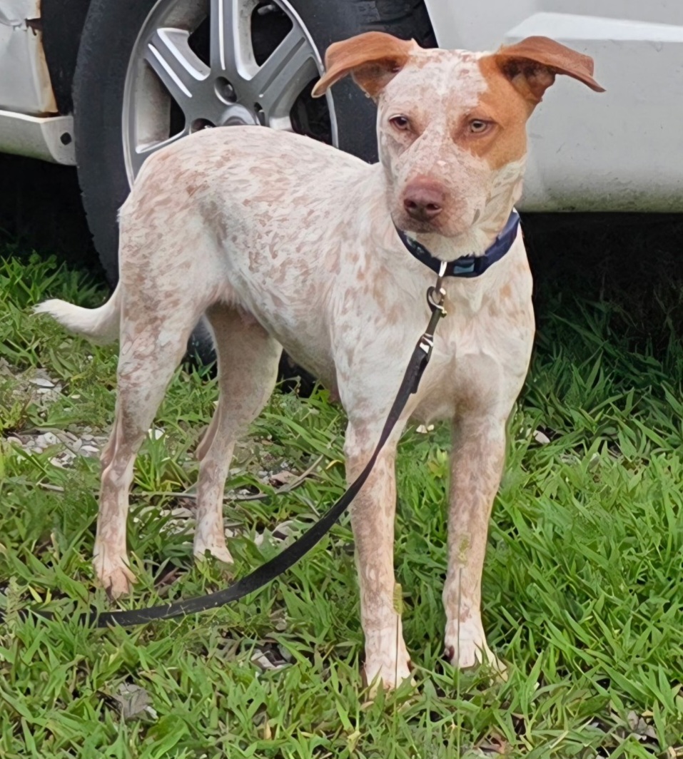 AUSTRALIAN CATTLE DOG