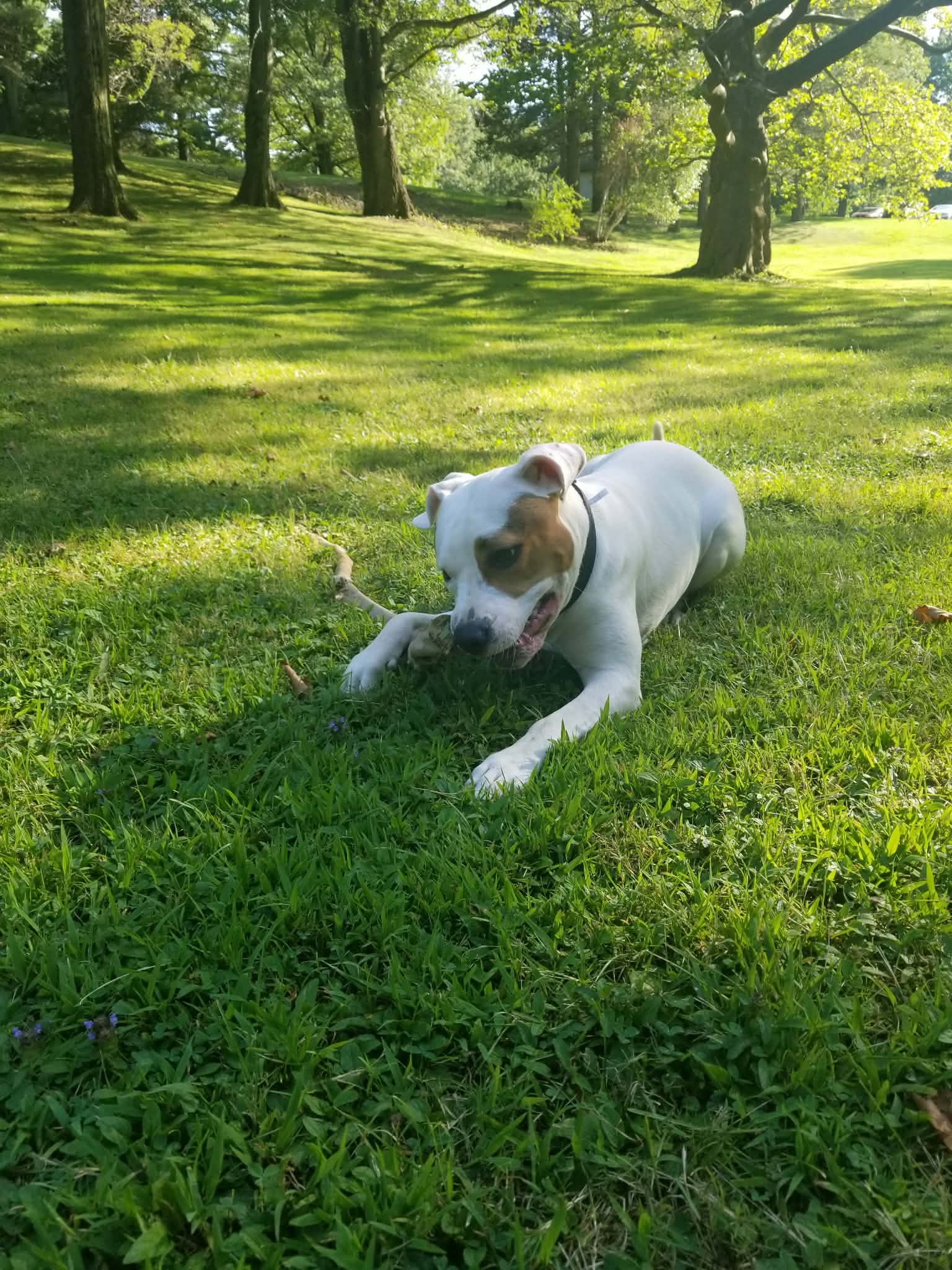 Kash: Adopt or Forever Foster