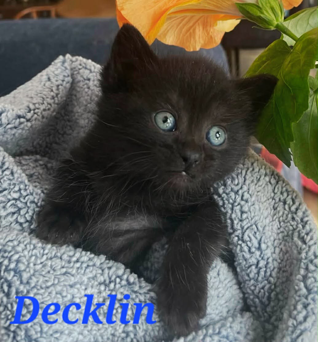 Decklin (Mom Journey)