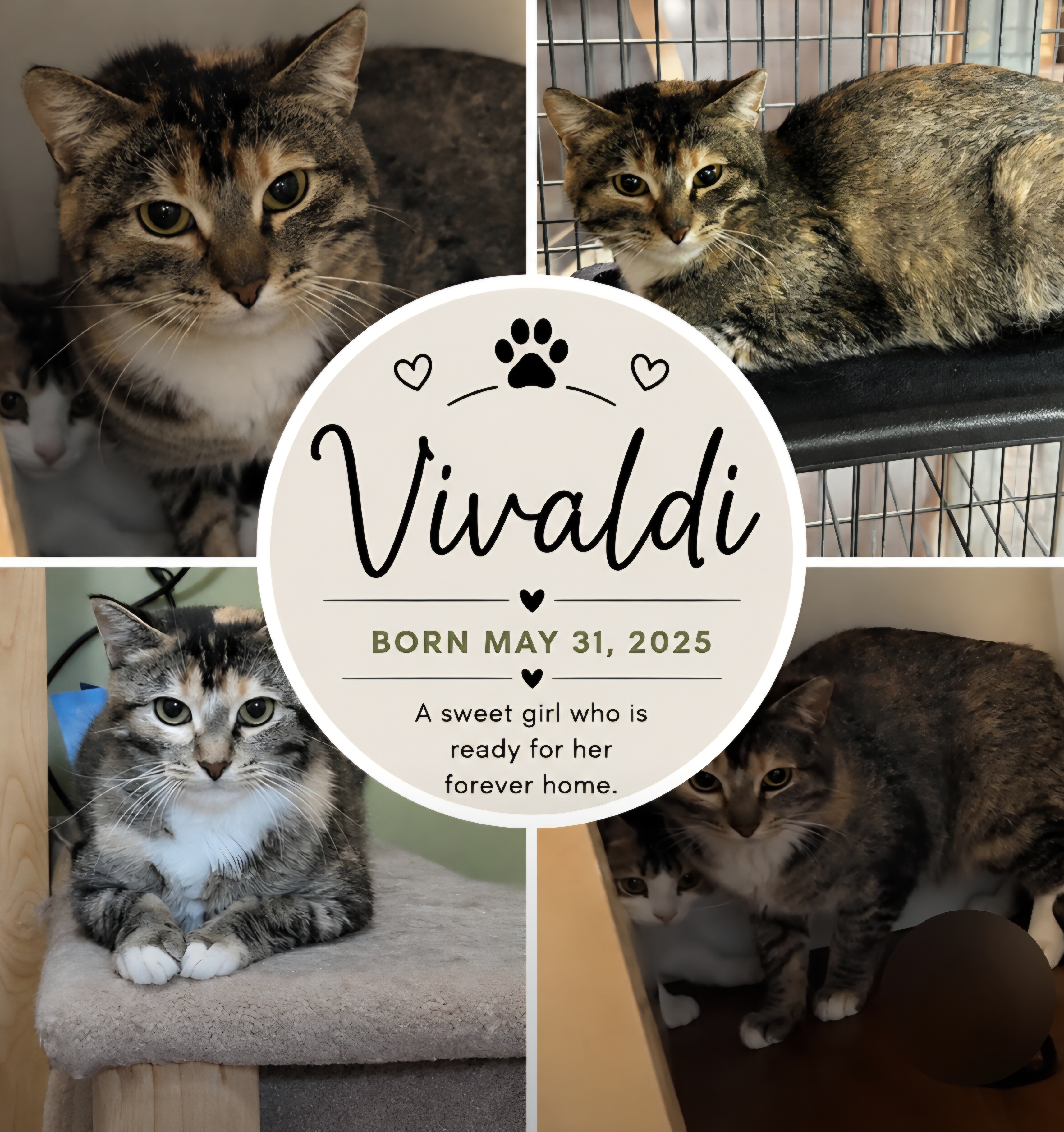 Vivaldi