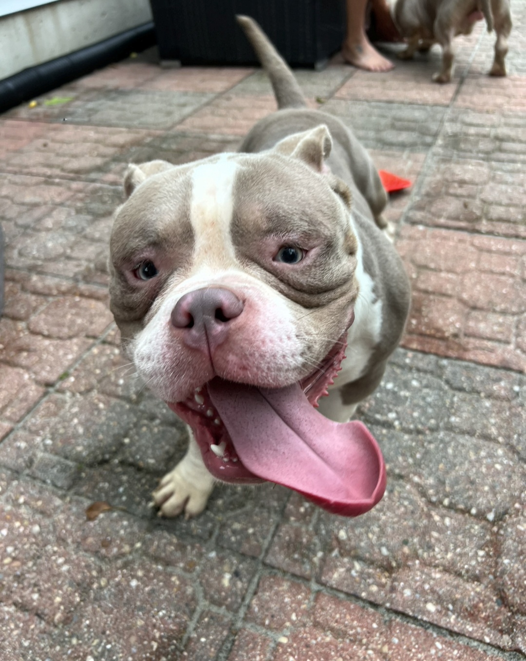 AMERICAN STAFFORDSHIRE TERRIER