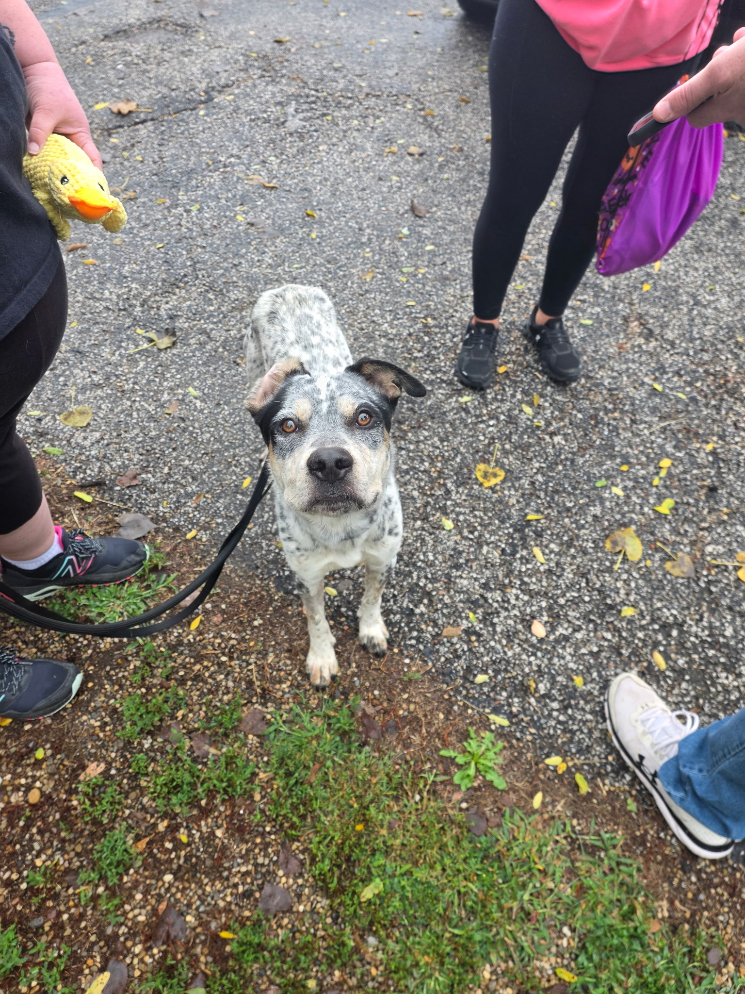 AUSTRALIAN CATTLE DOG