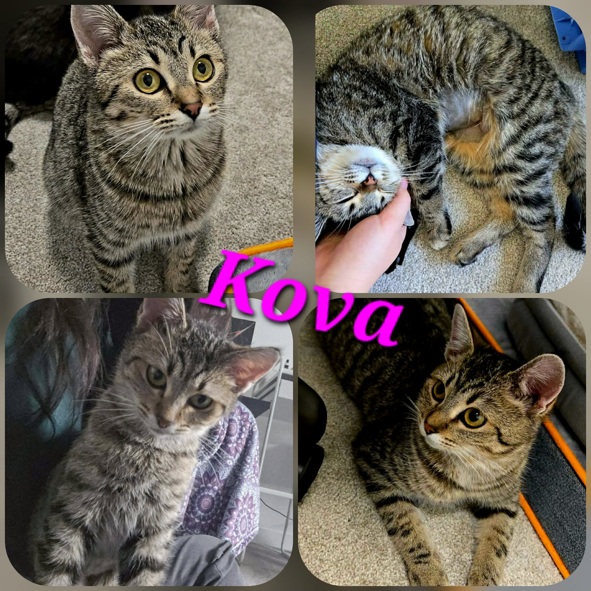 Kova