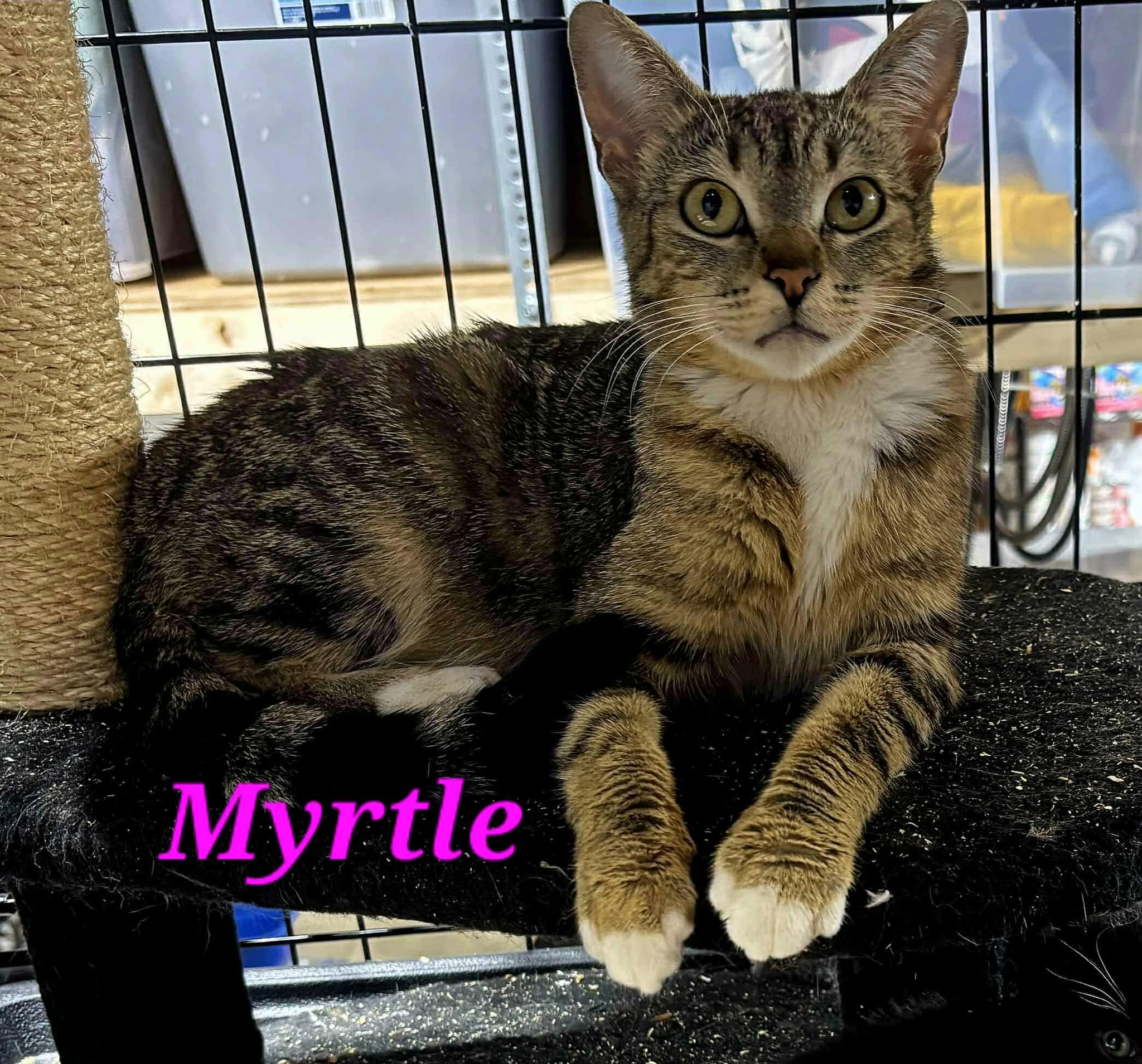 Myrtle 